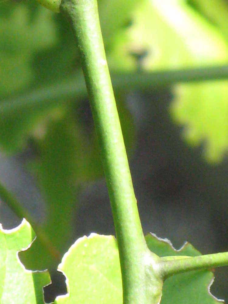            First year twig (Winter Haven, FL)   